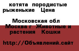 котята  породистые рыженькие › Цена ­ 6 000 - Московская обл., Москва г. Животные и растения » Кошки   